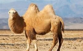 بارگیری 2