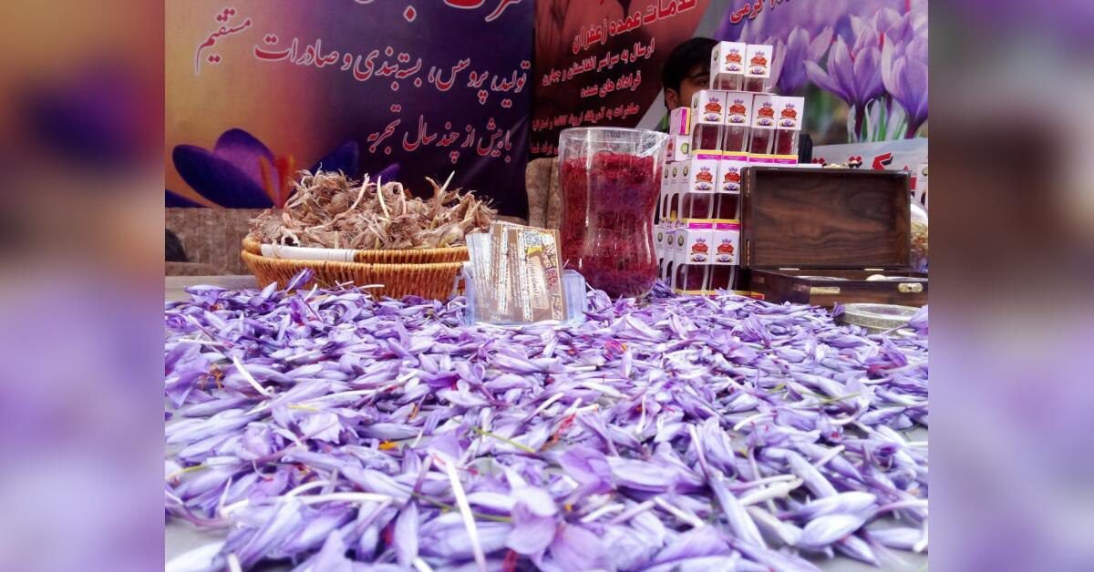افزایش صادرات زعفران؛ ۳۰ میلیون دالر درآمد در ۹ ماه برای افغانستان 4 zaferan