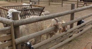 HJmifPSY6t35LogWBpePckOf IdenX4yUuVfEek5tdTUVWK05LjVbMudWxXgsovIVYNzDAv 5c3V1lhZc3ax43cwskd74DIwxU8bgRTmyvAt2N4iGRbkvF3az6UQlVyZtsaggQ jodaL2QS62fnouUdcjzSld5UKNr uhRQyjld4kx4 WHoWovv8xMVJXhdX