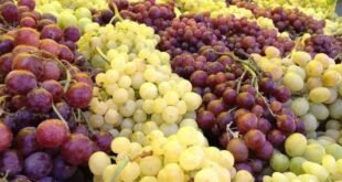 grapes